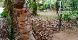Property for Sale: Prime Land Near Marari Beach
